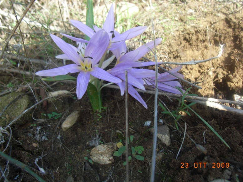 Colchicum cupanii / Colchico di Cupani